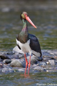 Black stork/Черен щъркел