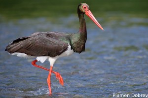 Black stork/Черен щъркел