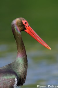 Black stork/Черен щъркел