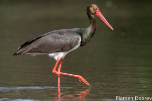 Black stork/Черен щъркел
