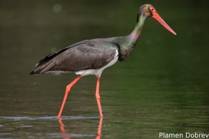Black stork/Черен щъркел