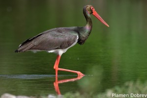 Black stork/Черен щъркел