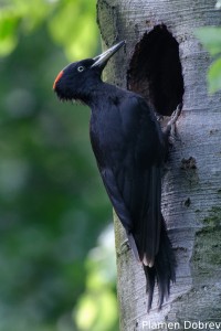 Black woodpecker/Черен кълвач