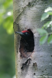 Black woodpecker/Черен кълвач