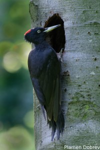 Black woodpecker/Черен кълвач