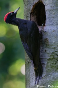 Black woodpecker/Черен кълвач