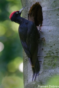 Black woodpecker/Черен кълвач