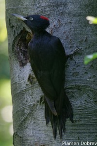 Black woodpecker/Черен кълвач