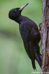 Black woodpecker/Черен кълвач