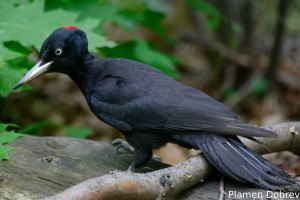 Black woodpecker/Черен кълвач