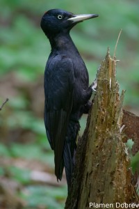 Black woodpecker/Черен кълвач