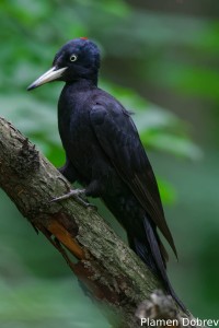 Black woodpecker/Черен кълвач