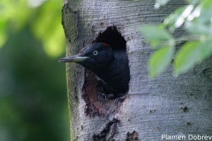 Black woodpecker/Черен кълвач
