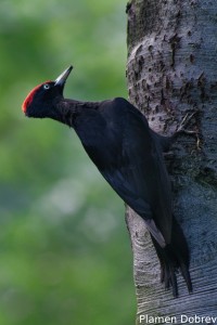 Black woodpecker/Черен кълвач