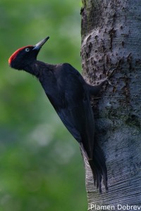 Black woodpecker/Черен кълвач