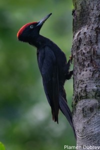 Black woodpecker/Черен кълвач