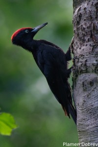 Black woodpecker/Черен кълвач