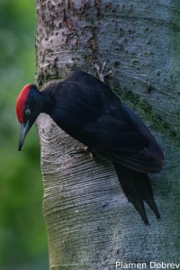 Black woodpecker/Черен кълвач
