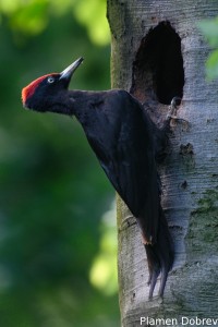 Black woodpecker/Черен кълвач