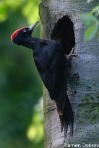 Black woodpecker/Черен кълвач