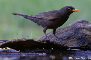 Blackbird/Кос