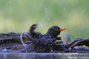 Blackbird/Кос
