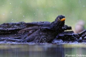 Blackbird/Кос