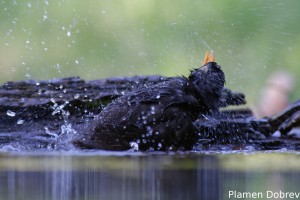Blackbird/Кос