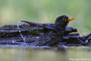 Blackbird/Кос