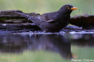 Blackbird/Кос