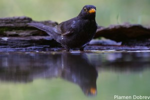 Blackbird/Кос