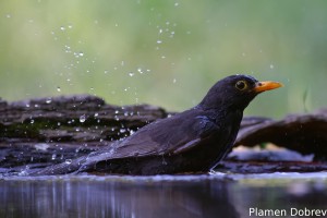 Blackbird/Кос