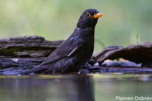 Blackbird/Кос