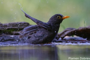 Blackbird/Кос