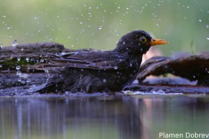 Blackbird/Кос