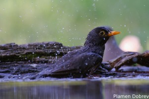 Blackbird/Кос