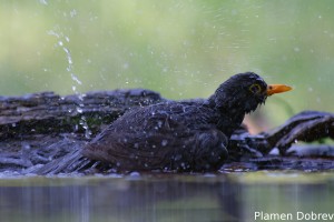 Blackbird/Кос