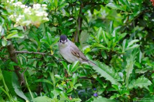 blackcap