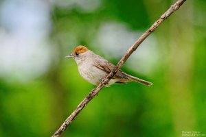 blackcap