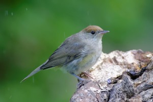 Blackcap