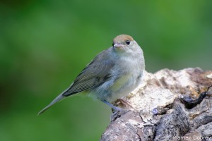 Blackcap