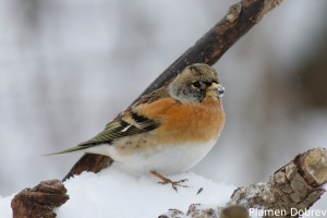 Планинска чинка/Brambling