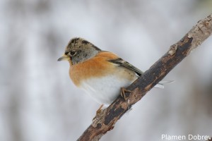 Планинска чинка/Brambling