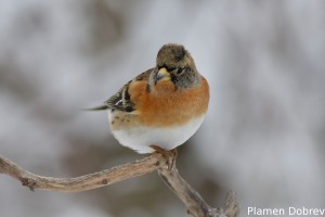 Планинска чинка/Brambling