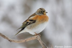 Планинска чинка/Brambling