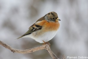 Планинска чинка/Brambling