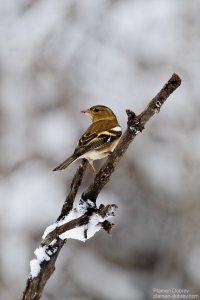 Female Chaffinch/Женска Чинка