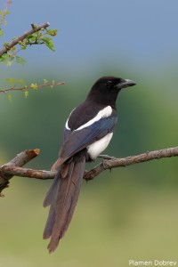 Common Magpie/Сврака