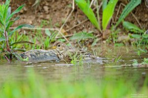 corn bunting
