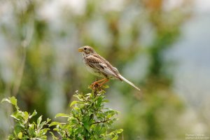 corn bunting